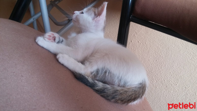 Tekir Kedi, Kedi  mıncır fotoğrafı