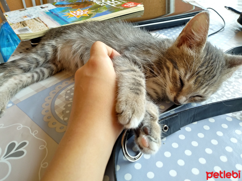 Tekir Kedi, Kedi  Şehla fotoğrafı
