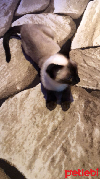 Siyam Kedisi, Kedi  Elis fotoğrafı
