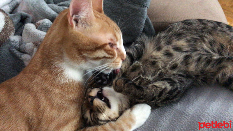 Tekir Kedi, Kedi  Edgar fotoğrafı