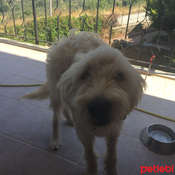 Airedale Terrier, Köpek  RoCa fotoğrafı