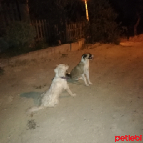 Airedale Terrier, Köpek  RoCa fotoğrafı