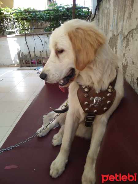 Golden Retriever, Köpek  Nuky fotoğrafı