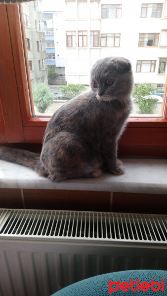 Scottish Fold, Kedi  Zuzu fotoğrafı