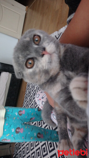 Scottish Fold, Kedi  Zuzu fotoğrafı