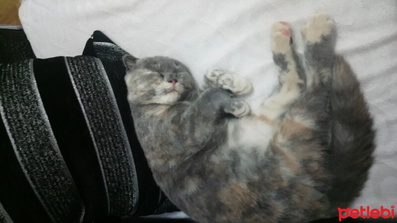 Scottish Fold, Kedi  Zuzu fotoğrafı