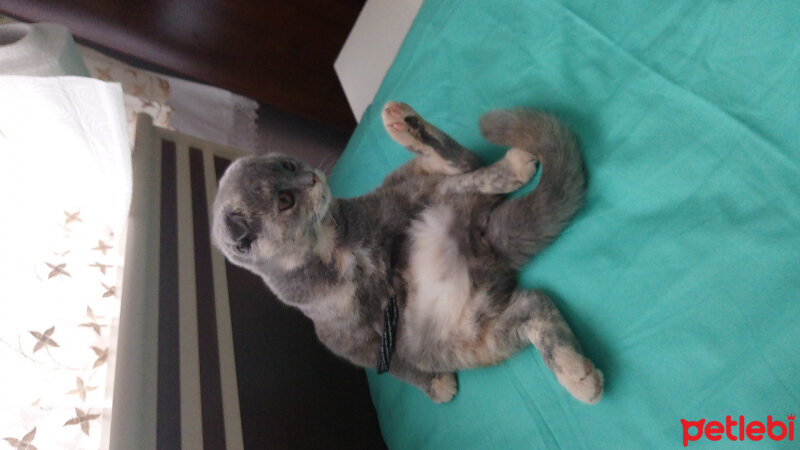 Scottish Fold, Kedi  Zuzu fotoğrafı