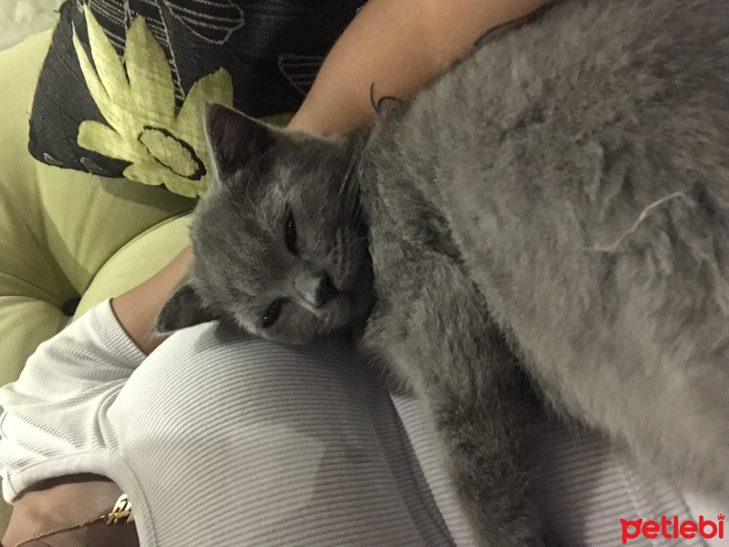 British Shorthair, Kedi  Duman fotoğrafı
