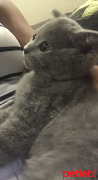 British Shorthair, Kedi  Duman fotoğrafı