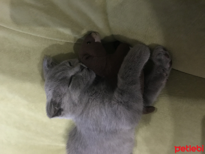 British Shorthair, Kedi  Duman fotoğrafı