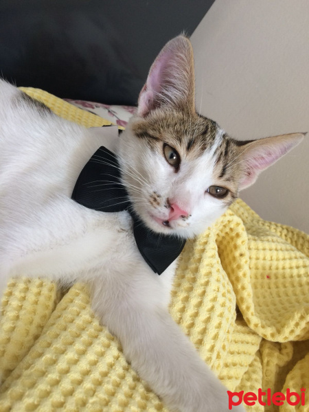 Sibirya Kedisi, Kedi  Müezza fotoğrafı