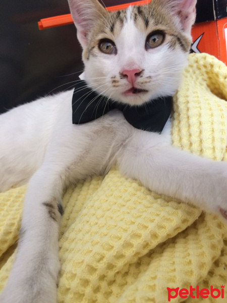Sibirya Kedisi, Kedi  Müezza fotoğrafı