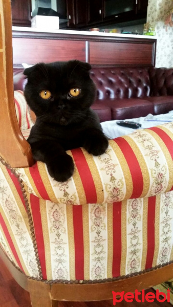 Scottish Fold, Kedi  Sufle fotoğrafı