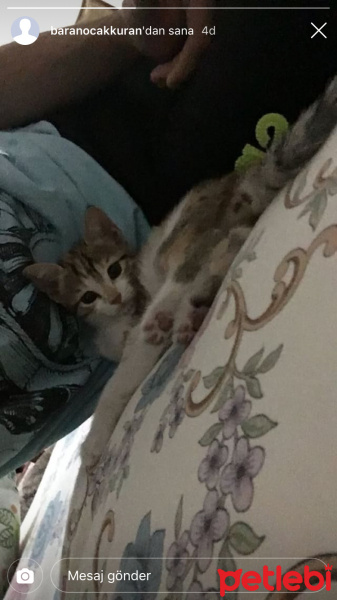 Tekir Kedi, Kedi  Nairobi fotoğrafı