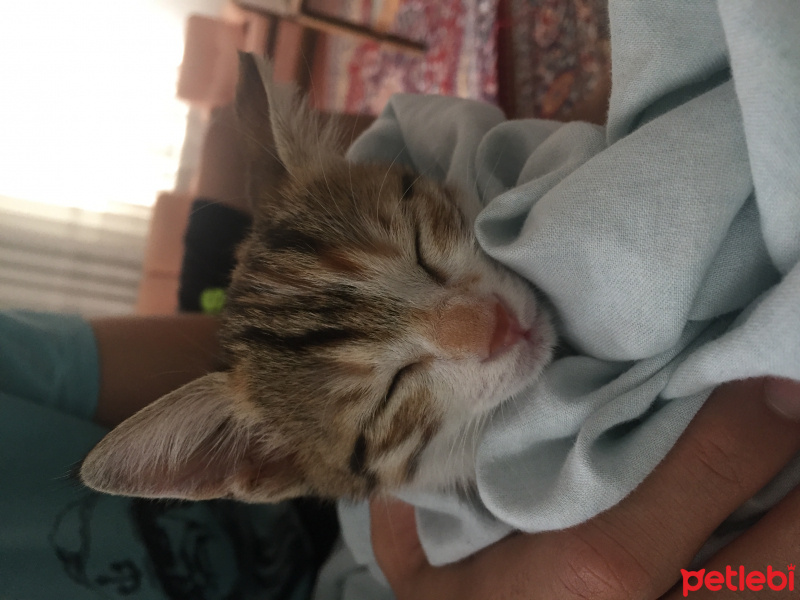 Tekir Kedi, Kedi  Nairobi fotoğrafı