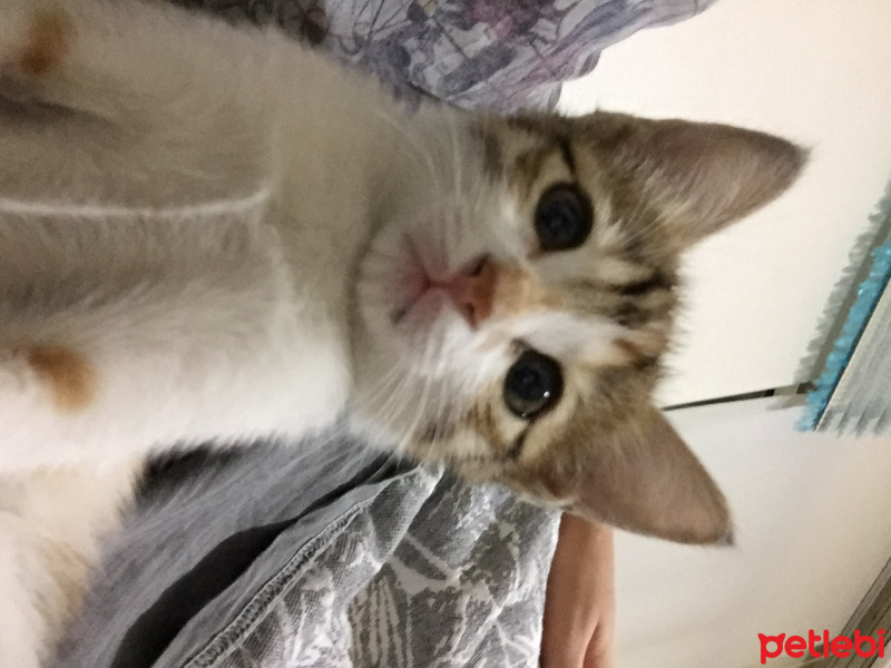 Tekir Kedi, Kedi  Nairobi fotoğrafı