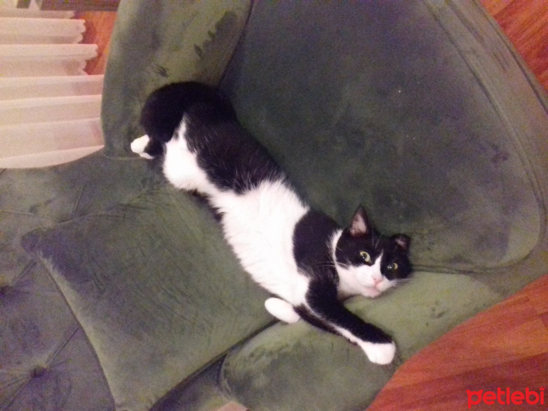 Tekir Kedi, Kedi  Şeker fotoğrafı