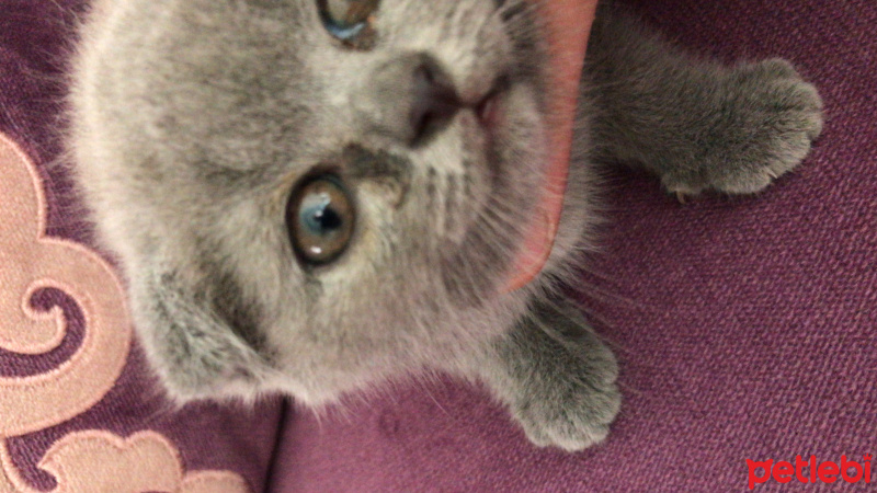 Scottish Fold, Kedi  Mia fotoğrafı