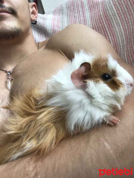 Guinea Pig, Kemirgen  Tospiş fotoğrafı