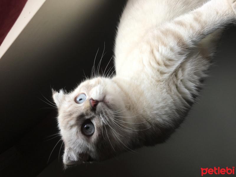 Scottish Fold, Kedi  Şans fotoğrafı