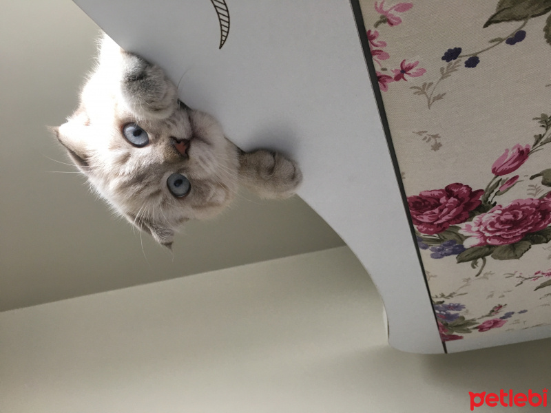 Scottish Fold, Kedi  Şans fotoğrafı