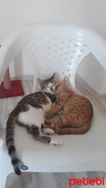 Sarman, Kedi  Lilly Ve Vanilly \ Lilly und Vanilly fotoğrafı