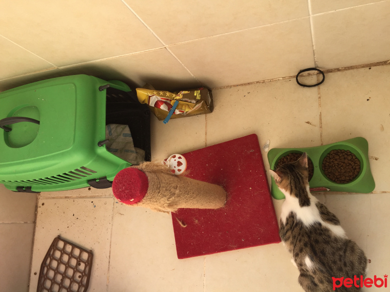 Sarman, Kedi  Lilly Ve Vanilly \ Lilly und Vanilly fotoğrafı