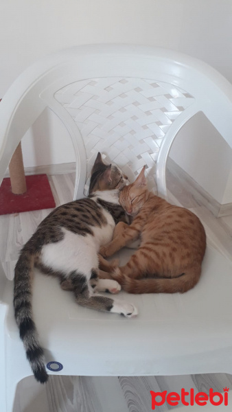 Sarman, Kedi  Lilly Ve Vanilly \ Lilly und Vanilly fotoğrafı
