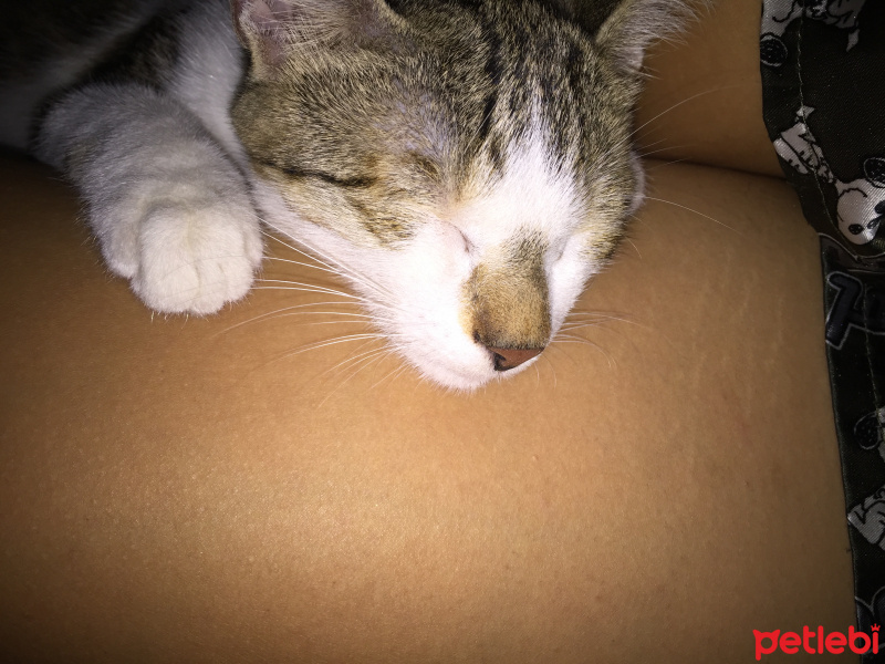 Sarman, Kedi  Lilly Ve Vanilly \ Lilly und Vanilly fotoğrafı