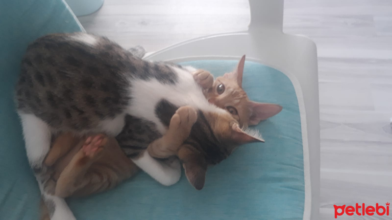 Sarman, Kedi  Lilly Ve Vanilly \ Lilly und Vanilly fotoğrafı