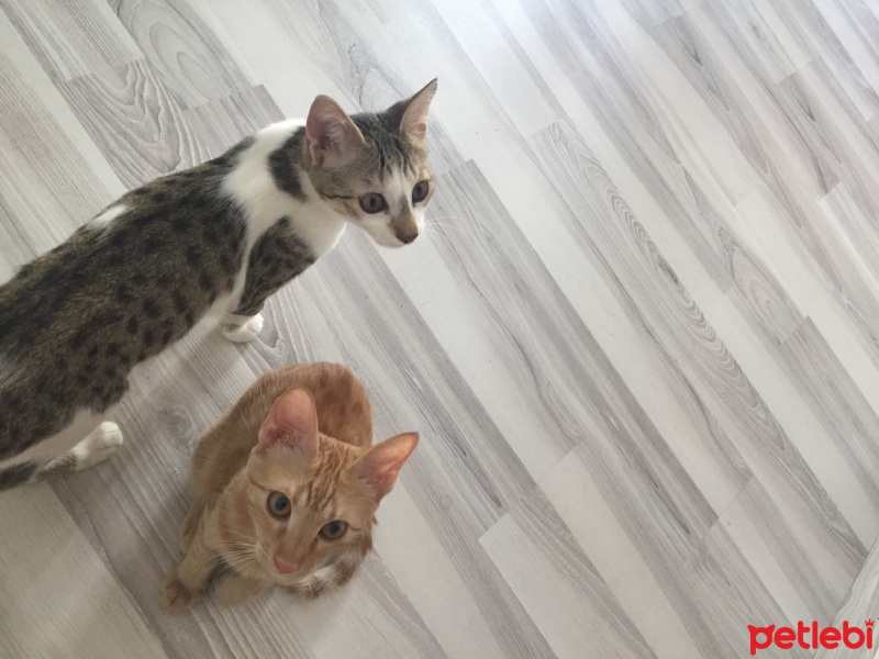 Sarman, Kedi  Lilly Ve Vanilly \ Lilly und Vanilly fotoğrafı