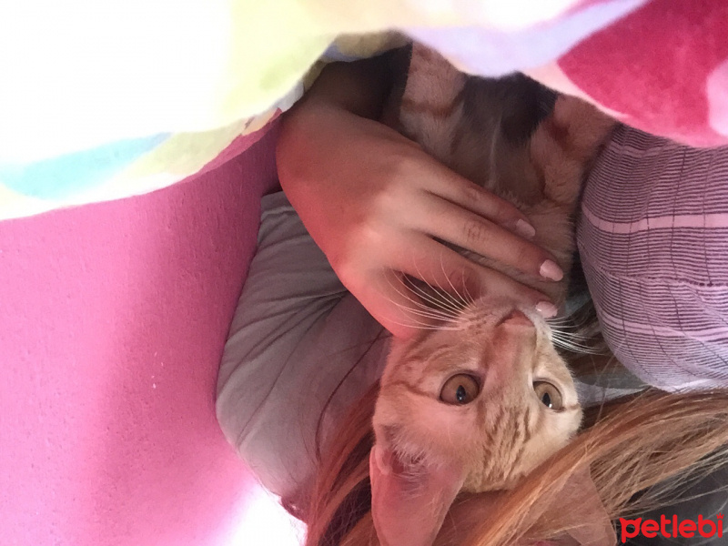 Sarman, Kedi  Lilly Ve Vanilly \ Lilly und Vanilly fotoğrafı