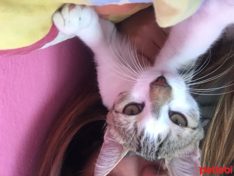 Sarman, Kedi  Lilly Ve Vanilly \ Lilly und Vanilly fotoğrafı