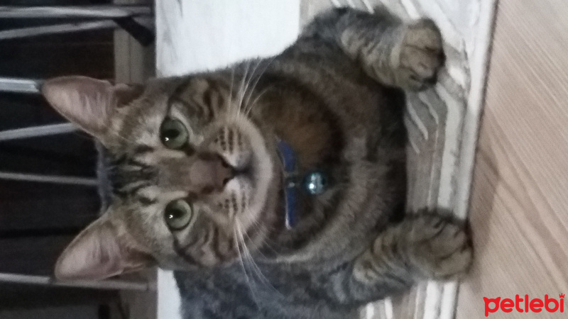 Tekir Kedi, Kedi  maşa fotoğrafı