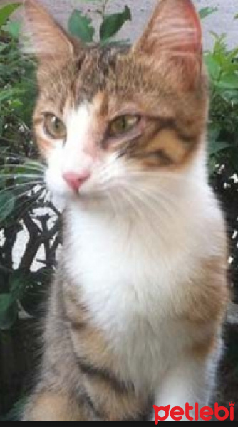 Tekir Kedi, Kedi  Tosun fotoğrafı