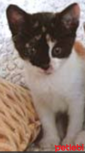Tuxedo (Smokin) Kedi, Kedi  Karamela fotoğrafı