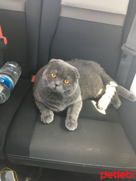 Scottish Fold, Kedi  RIFKI fotoğrafı