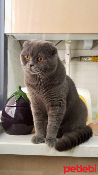 Scottish Fold, Kedi  RIFKI fotoğrafı