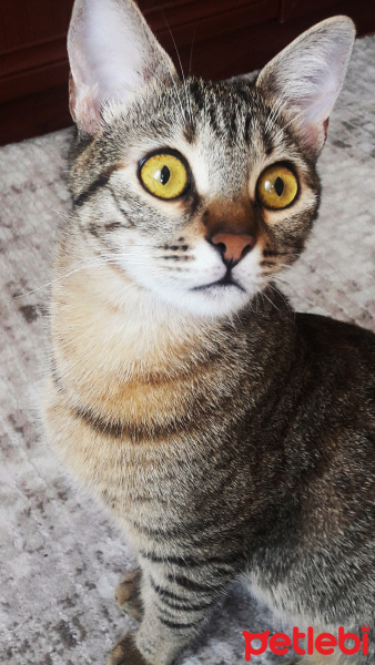 Tekir Kedi, Kedi  Pıtırcık fotoğrafı
