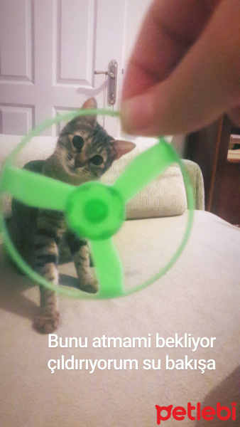 Tekir Kedi, Kedi  Pıtırcık fotoğrafı