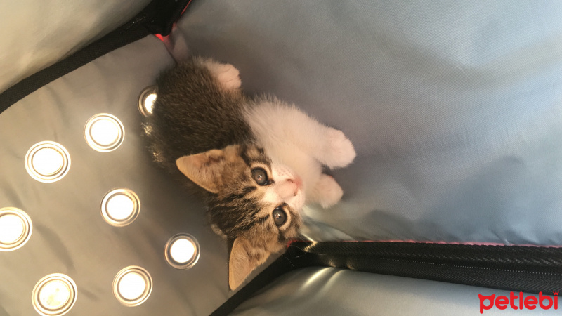 Tekir Kedi, Kedi  Kekik fotoğrafı