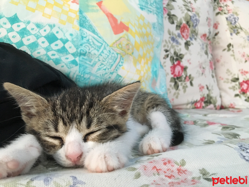 Tekir Kedi, Kedi  Kekik fotoğrafı