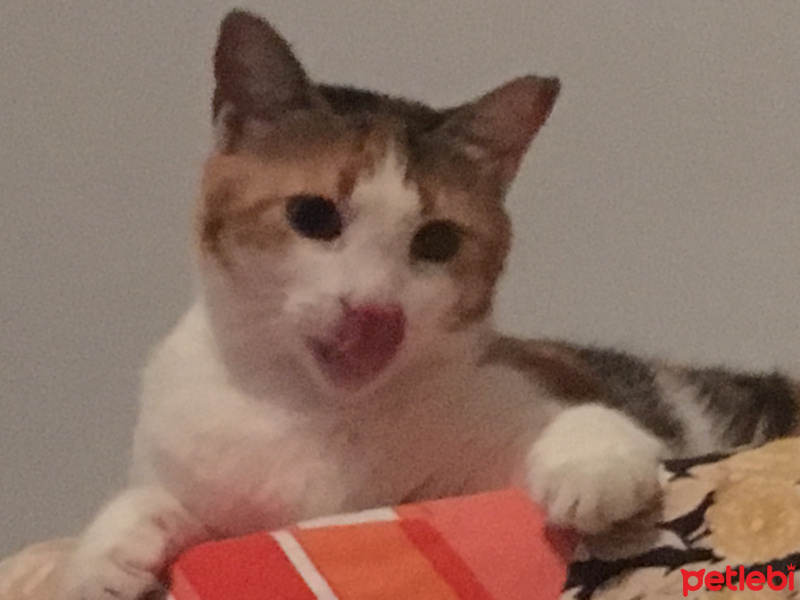 Tuxedo (Smokin) Kedi, Kedi  honti,nazlı,bıdık fotoğrafı