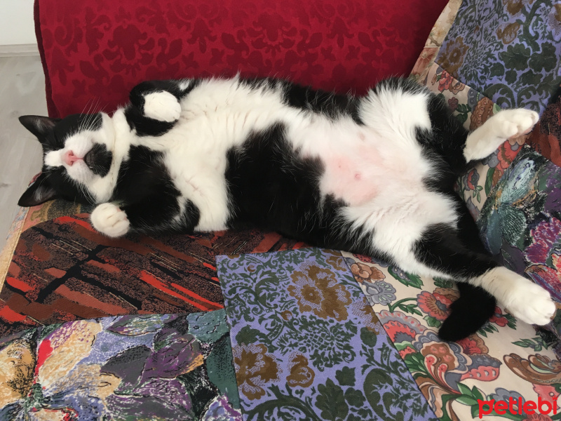 Tuxedo (Smokin) Kedi, Kedi  honti,nazlı,bıdık fotoğrafı