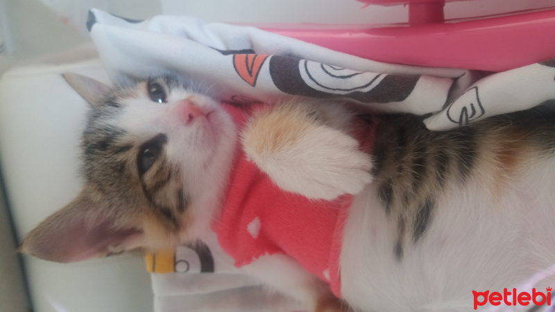 Tekir Kedi, Kedi  Şapşik fotoğrafı