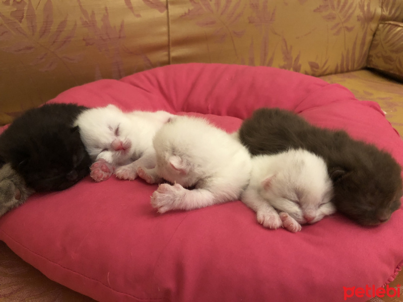 Scottish Fold, Kedi  Yavrular fotoğrafı