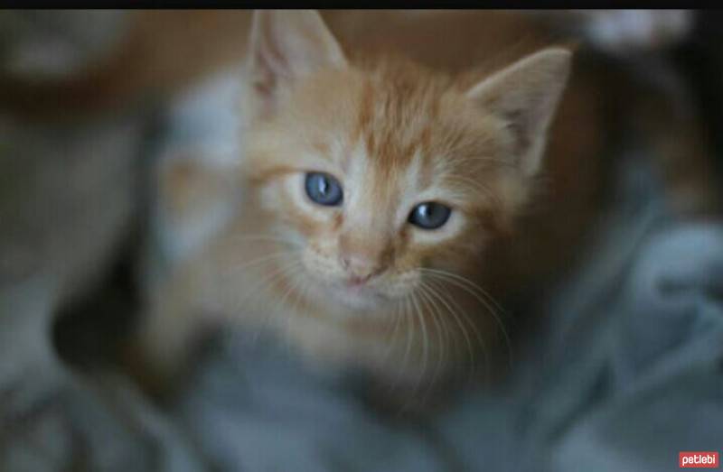 Singapura, Kedi  poncik fotoğrafı