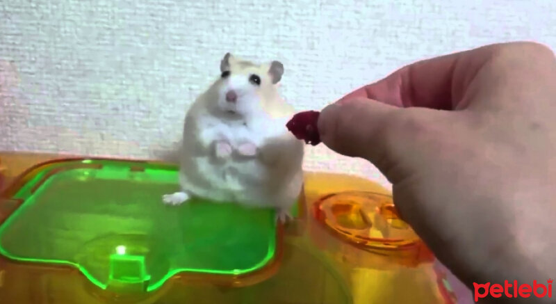 Hamster, Kemirgen  Karamella fotoğrafı