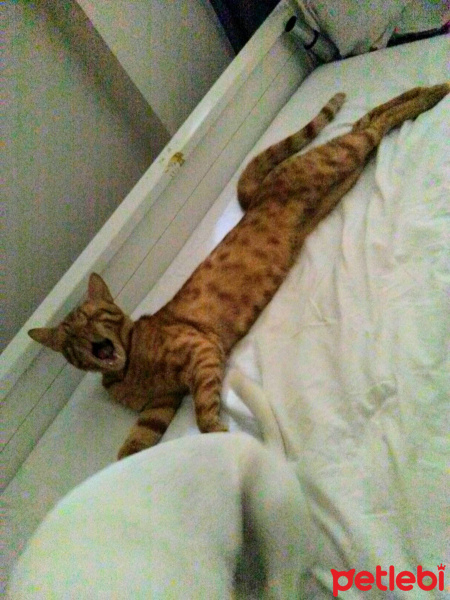 Sarman, Kedi  Thor fotoğrafı