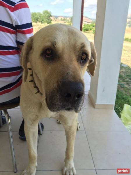 Kangal, Köpek  hektor fotoğrafı